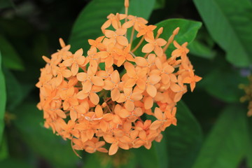 Jungle geranium flower yello collor close up