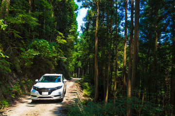 写真素材：自動車、車、林道、風景、日本、白、緑、自然