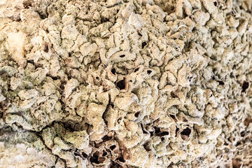  tree bark texture background isolate