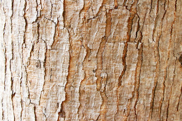  tree bark texture background isolate