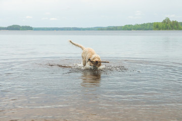 Fototapeta premium Young wet white wire-haired spinone italiano breed dog retrieves a stick from the Ruostejärvi lake in Liesjarvi National park on a summer day in Southern Finland, Europe