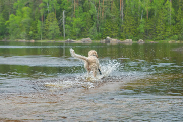 Young active white wire-haired spinone italiano breed dog runs in the water having fun splashing around the Ruostejärvi lake in Liesjarvi National park on a summer day in Southern Finland, Europe