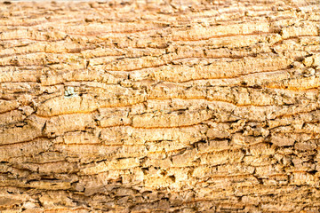 Tree bark texture background 