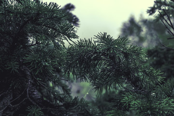 Obraz premium spruce spines