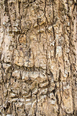 Tree bark texture background 