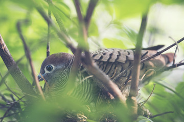 dove bird living in the nest