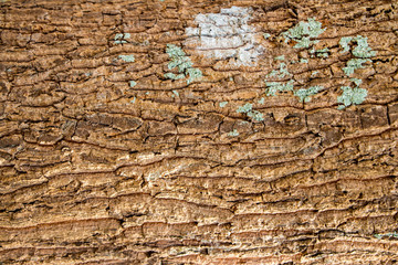 Tree bark texture background 