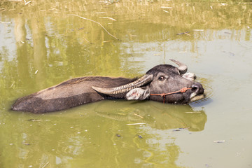 Fototapeta na wymiar Asian water Buffalo in pond water 