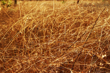 dry grass close up gold collor background 