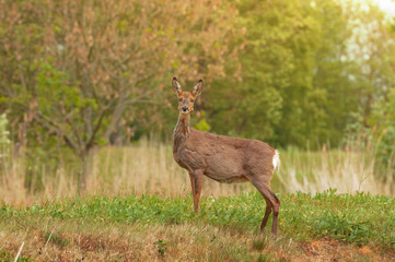 Naklejka na ściany i meble Roe deer on a Meadow in summer