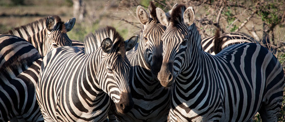 Fototapeta na wymiar Zebras sind neugierig