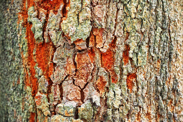 tree bark texture background 