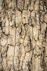 tree bark texture background 