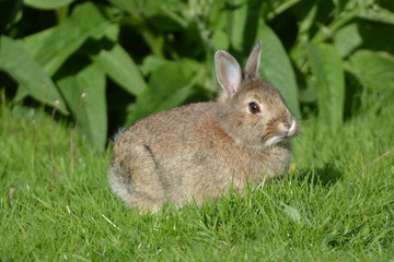rabbit