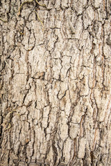 tree bark texture background 