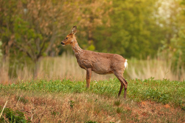 Roe deer on a  Meadow in summer