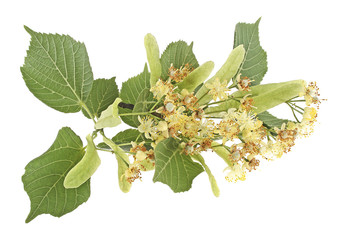 Branch of linden flowers on a white background