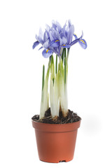 Spring iris of blue color growing in a pot isolated on white background.