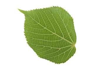Fototapeta na wymiar Linden leaf isolated on white background