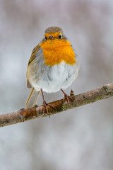European robin tweeting on a tree branch in garden.