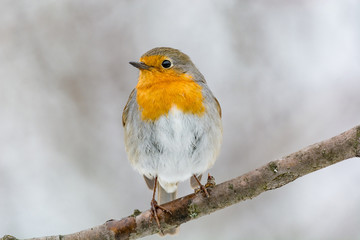 European robin tweeting on a tree branch in garden.