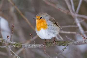 European robin tweeting on a tree branch in garden.
