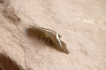 close up of butterfly on stone