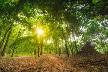 Sunlight in the forest, forest landscape photography.