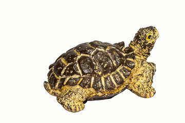 Turtle isolated on white background