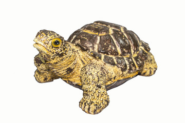 Obraz premium Turtle isolated on white background