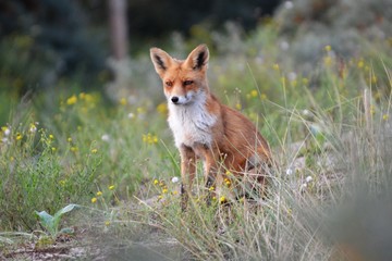 fox