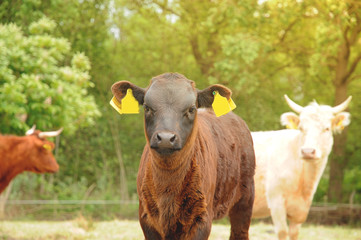 Cute small cow facing in sunlight