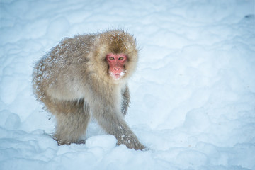 Snow monkey, Nagano, Japan.