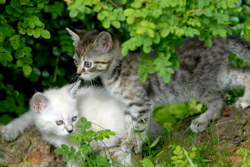 Deux chatons blanc et tigré sous les feuillages ,France