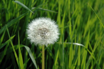 Fototapeta premium fleur de pissenlis dans la lumière sur fond de verdure 
