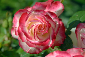 Roses et rosiers rouges et roses