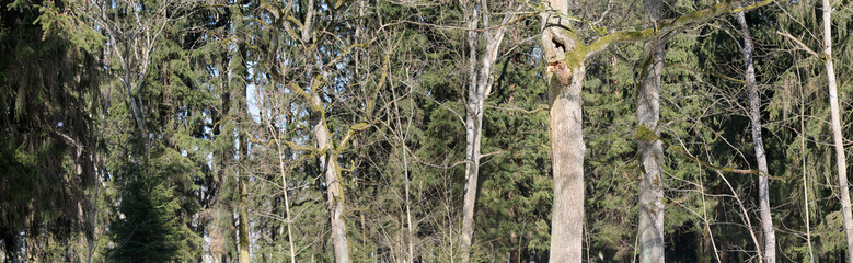 Panoramic landscape of oak grove with admixture of spruce. Mixed coniferous forest in early spring