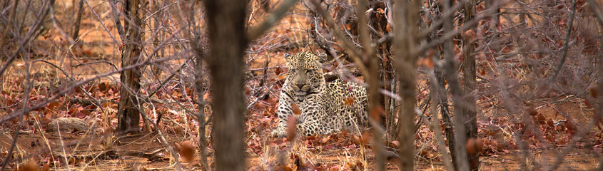 Leopard im Gebüsch