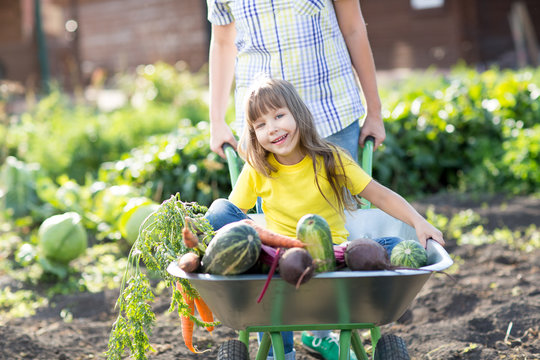 happy child with vegetables sits in the cart n a garden. Healthy lifestyles concept.