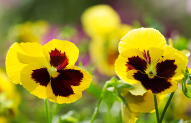 yellow pansy flower growing in a garden