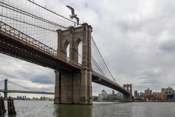 Obraz premium Brooklyn Bridge and Seagull