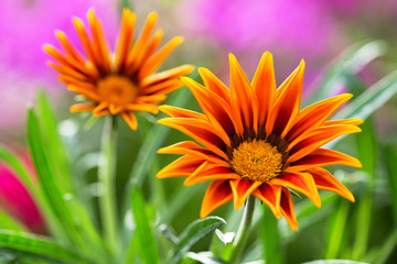 gazania flower or african daisy in a garden