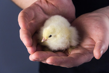 Yellow newborn little chicken in open male palms.