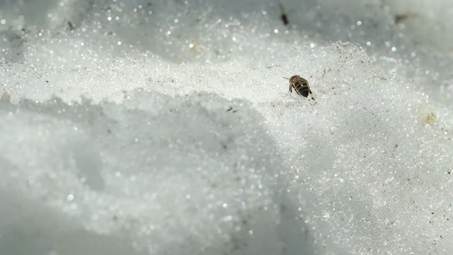 Bee sits in the snow and freezes. The concept of danger, absurd death