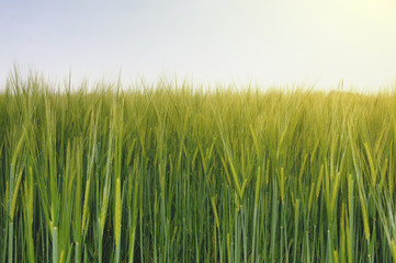 Grass flower plant in mood sunlight