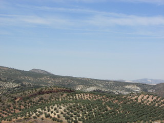 View to hills covered with olive trees, Andalusia, Spain