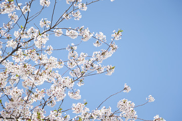 cherry blossoms 