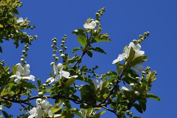 Fototapeta na wymiar Clean white flowers 
