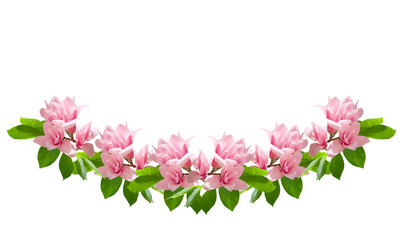 Pink magnolia flowers isolated on white background.