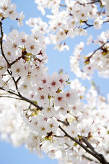 cherry blossoms 